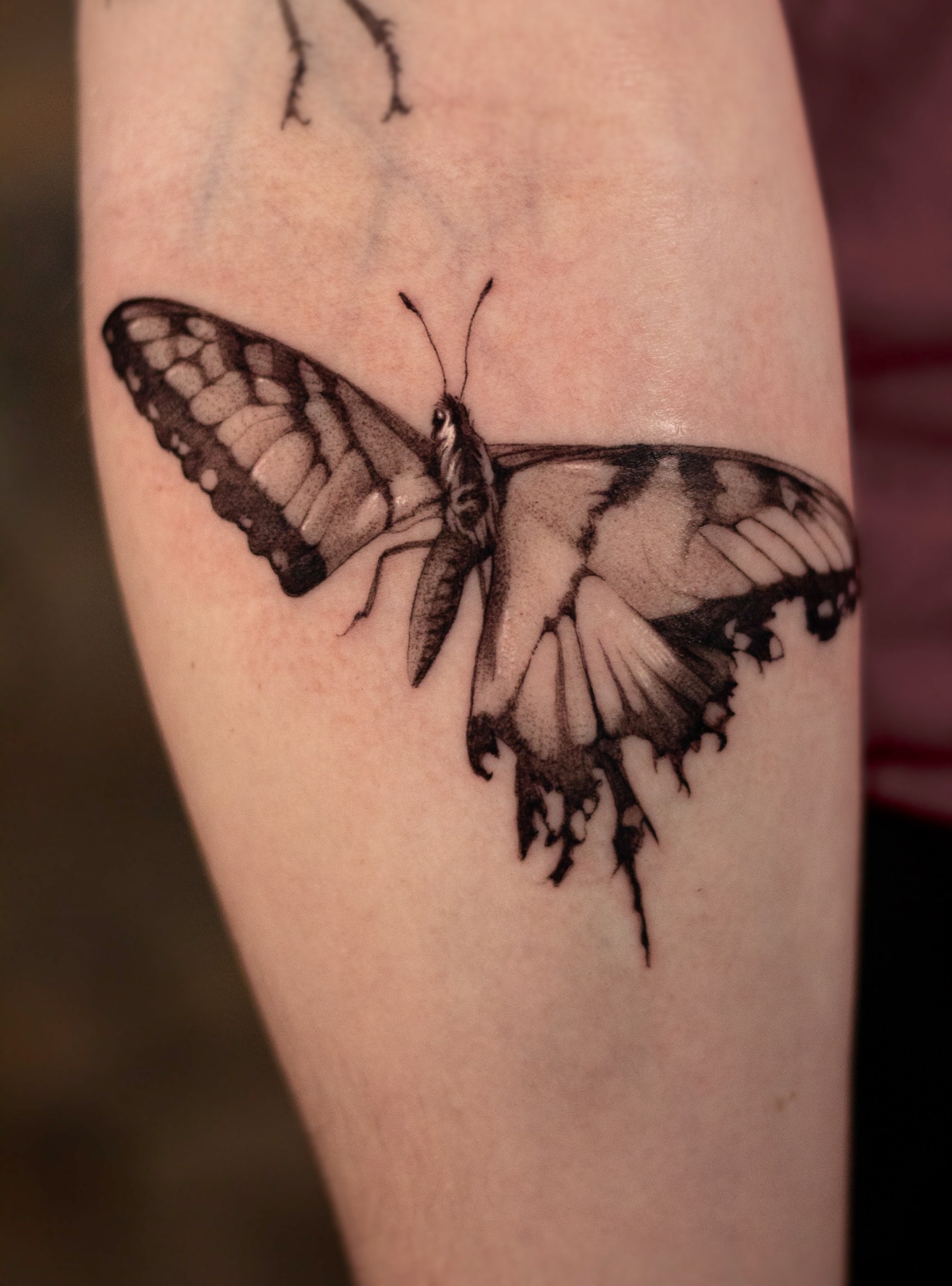 Luke — injured butterfly