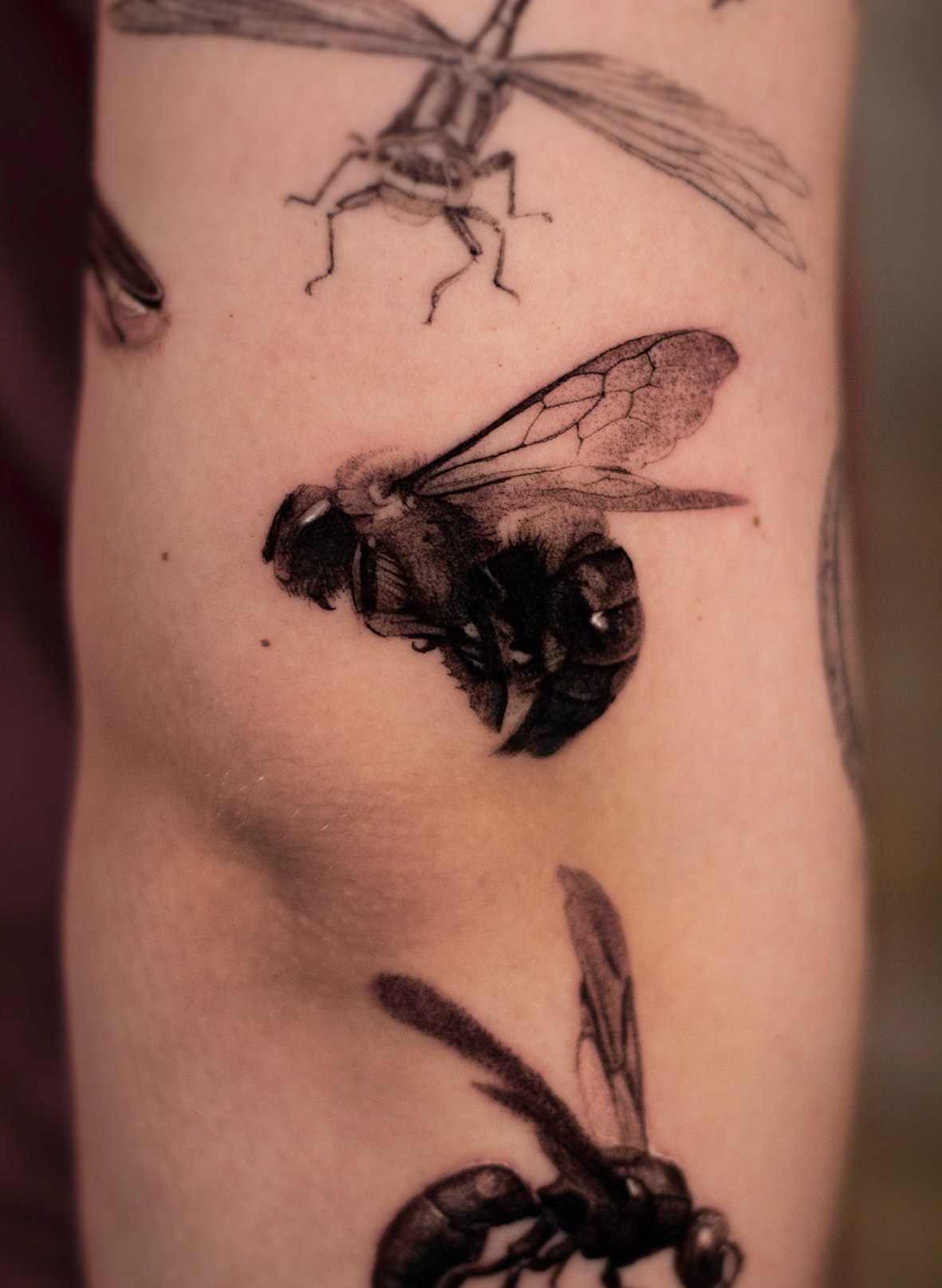 Luke — carpenter bee