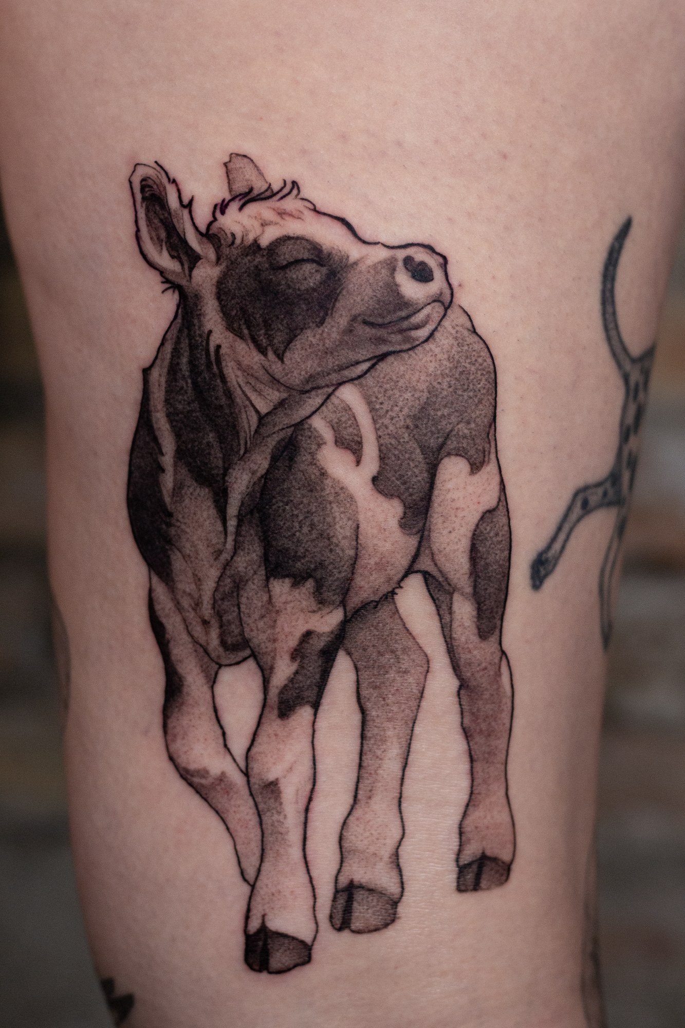 Luke — chrissy cow